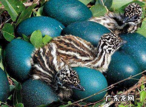 2021年赚钱的50种养殖品种 现在搞养殖业养什么比较好