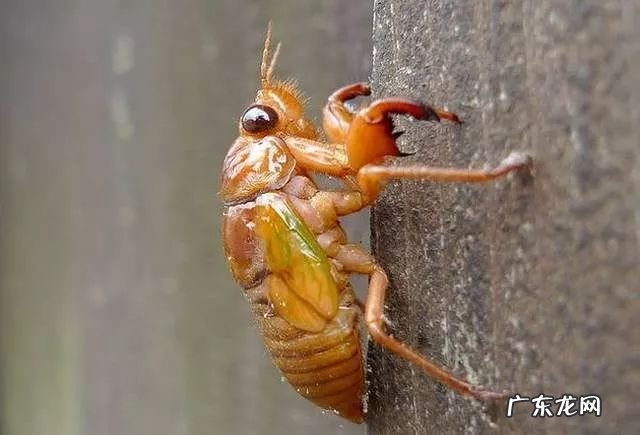 2021年赚钱的50种养殖品种 现在搞养殖业养什么比较好