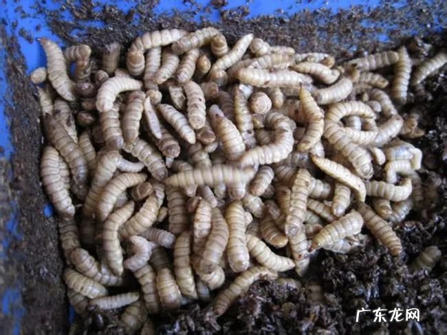 2021年赚钱的50种养殖品种 现在搞养殖业养什么比较好