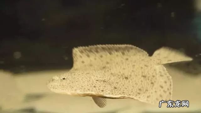 2021年赚钱的50种养殖品种 现在搞养殖业养什么比较好