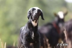 2021年赚钱的50种养殖品种 现在搞养殖业养什么比较好