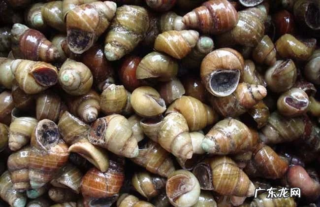 2021年赚钱的50种养殖品种 现在搞养殖业养什么比较好