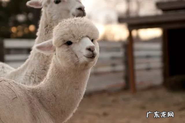 2021年赚钱的50种养殖品种 现在搞养殖业养什么比较好