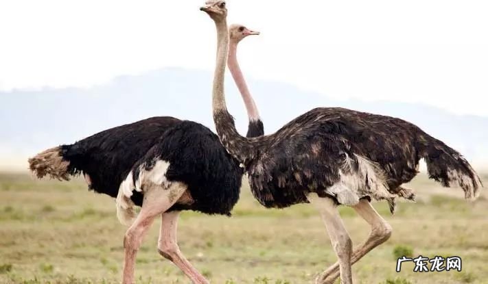 2021年赚钱的50种养殖品种 现在搞养殖业养什么比较好