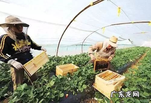 2021年赚钱的50种养殖品种 现在搞养殖业养什么比较好