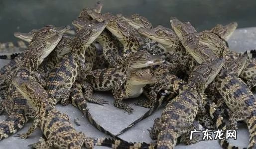 2021年赚钱的50种养殖品种 现在搞养殖业养什么比较好