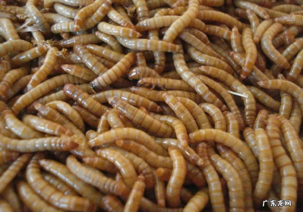 2021年赚钱的50种养殖品种 现在搞养殖业养什么比较好