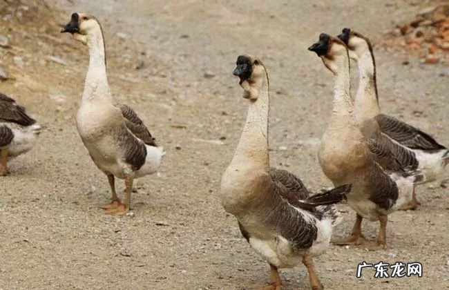 2021年赚钱的50种养殖品种 现在搞养殖业养什么比较好