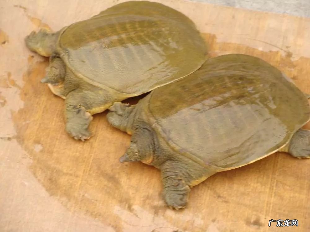 2021年赚钱的50种养殖品种 现在搞养殖业养什么比较好