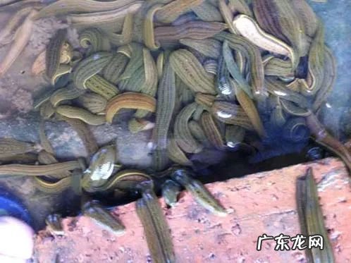 2021年赚钱的50种养殖品种 现在搞养殖业养什么比较好