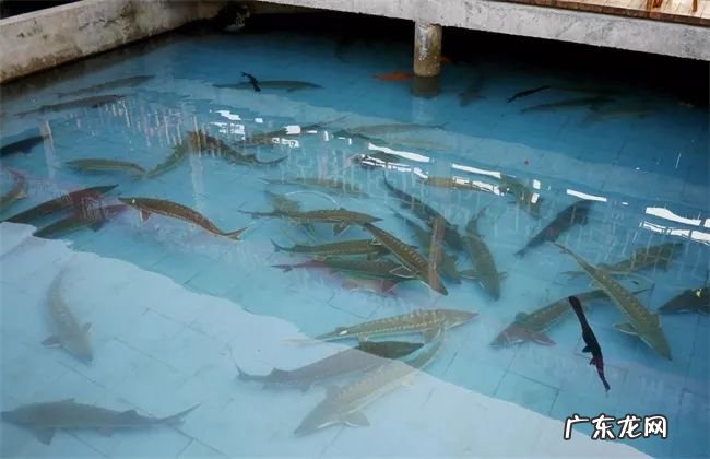 2021年赚钱的50种养殖品种 现在搞养殖业养什么比较好