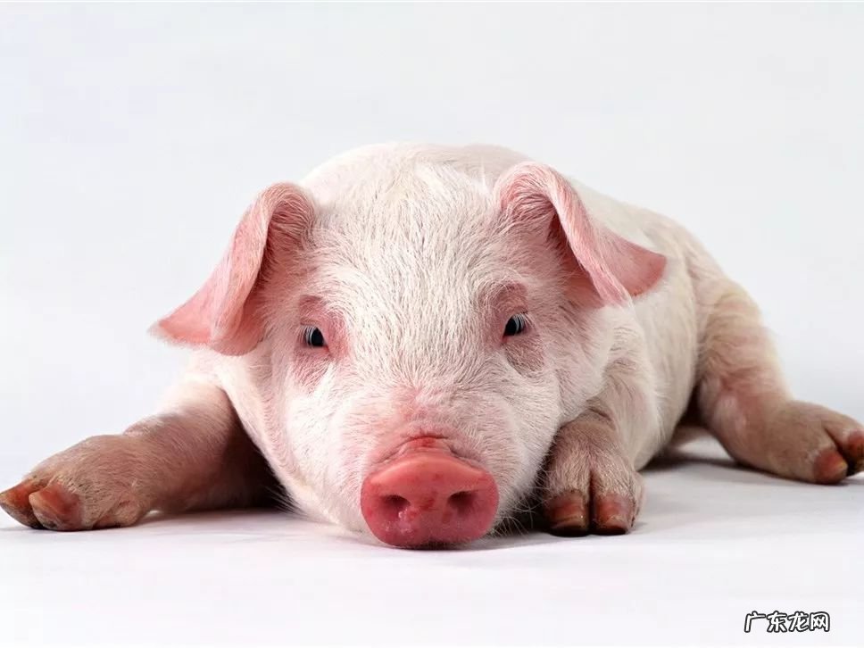 2021年赚钱的50种养殖品种 现在搞养殖业养什么比较好