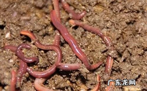 2021年赚钱的50种养殖品种 现在搞养殖业养什么比较好