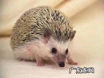 2021年赚钱的50种养殖品种 现在搞养殖业养什么比较好