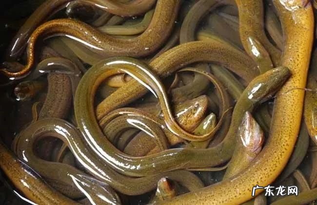 2021年赚钱的50种养殖品种 现在搞养殖业养什么比较好