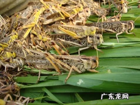 2021年赚钱的50种养殖品种 现在搞养殖业养什么比较好