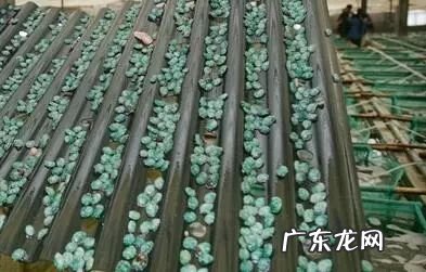 2021年赚钱的50种养殖品种 现在搞养殖业养什么比较好