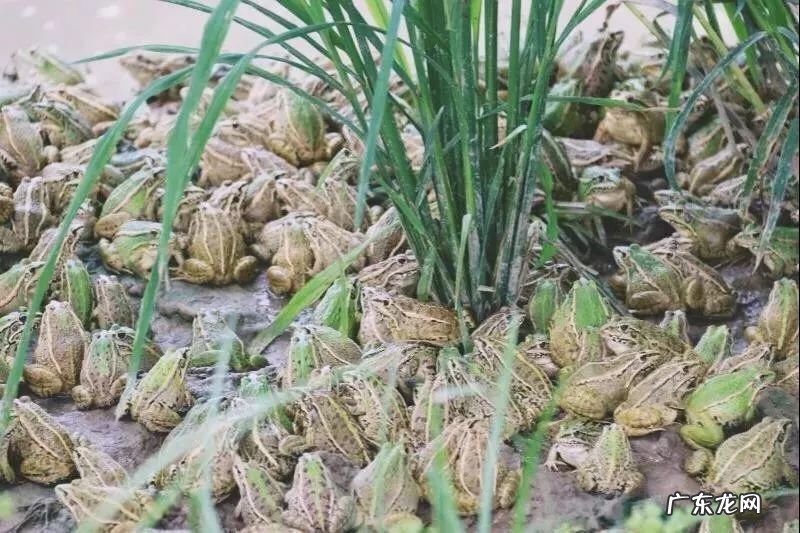 2021年赚钱的50种养殖品种 现在搞养殖业养什么比较好