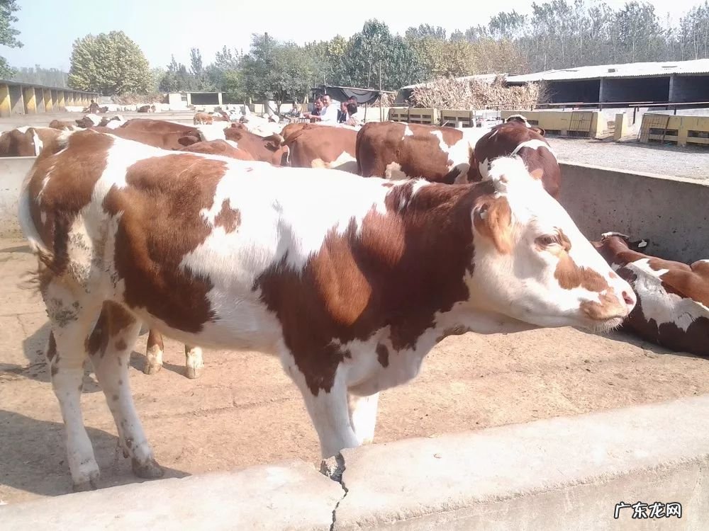 2021年赚钱的50种养殖品种 现在搞养殖业养什么比较好