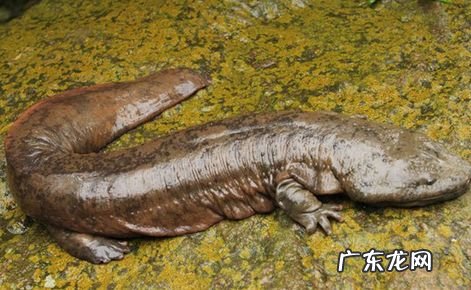 2021年赚钱的50种养殖品种 现在搞养殖业养什么比较好