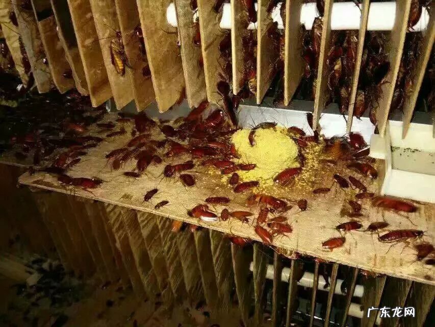 2021年赚钱的50种养殖品种 现在搞养殖业养什么比较好