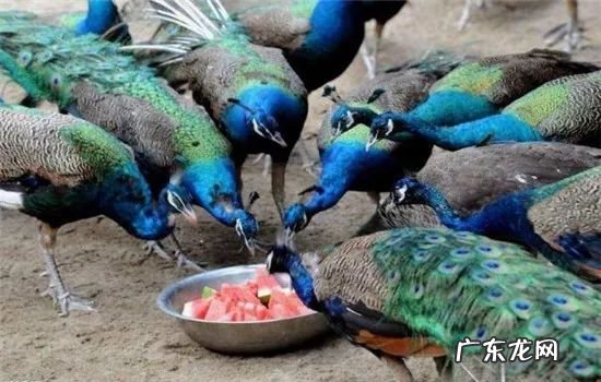 2021年赚钱的50种养殖品种 现在搞养殖业养什么比较好