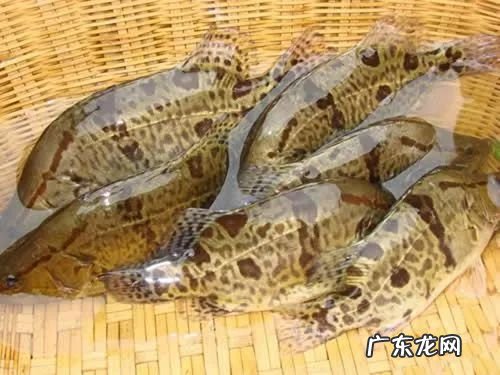 2021年赚钱的50种养殖品种 现在搞养殖业养什么比较好