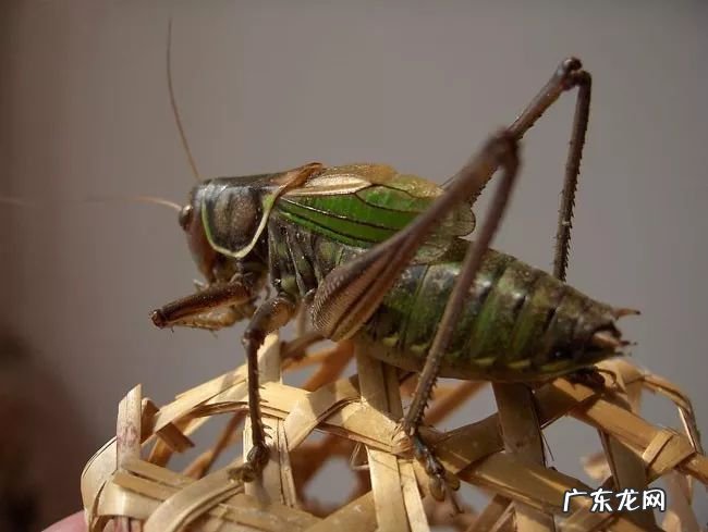 2021年赚钱的50种养殖品种 现在搞养殖业养什么比较好