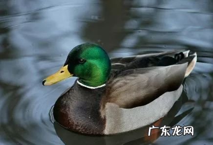 2021年赚钱的50种养殖品种 现在搞养殖业养什么比较好