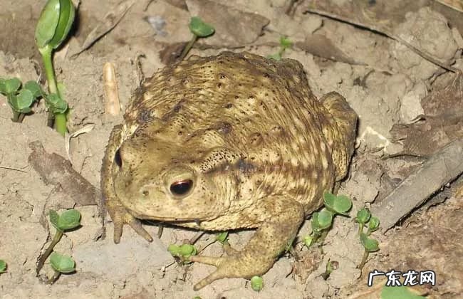 2021年赚钱的50种养殖品种 现在搞养殖业养什么比较好