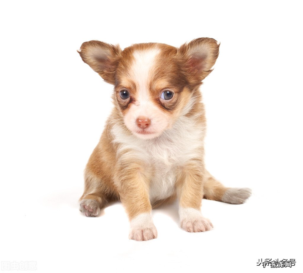 2021年流行语大盘点 现在网络流行用语有哪些