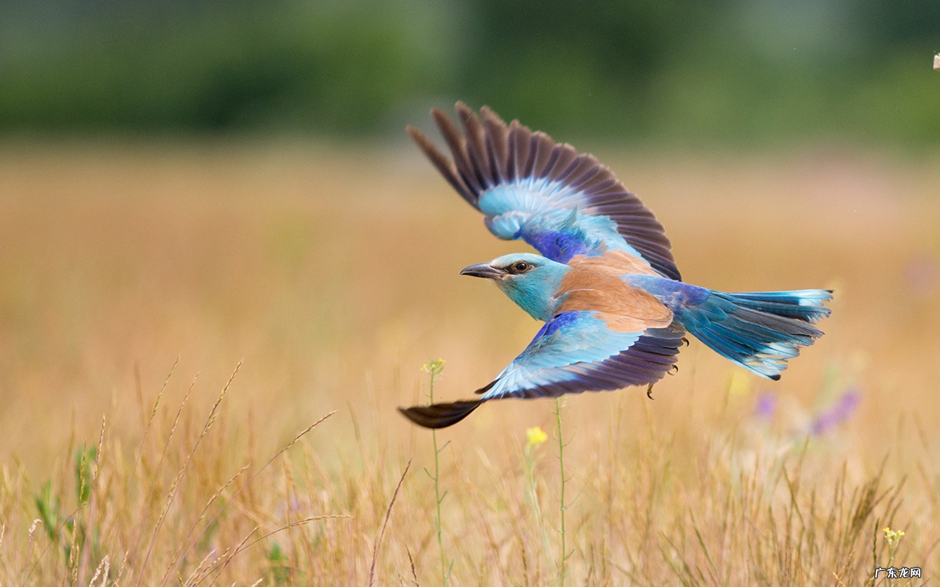 错误的减肥方法胸小:男运动减脂后下胸松弛怎么练？