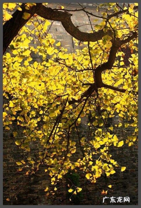 形容秋天银杏树叶黄的诗句 【抖音文案】赞美秋天银杏树的诗句