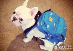 训练小狗代谢的方式