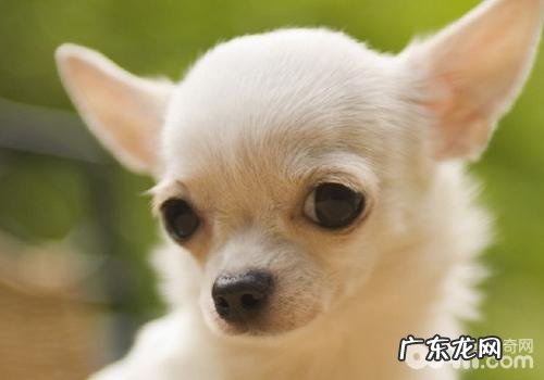 小狗狗偏食的解决方案