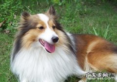 怎么让小狗习惯性睡铁笼