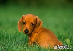 小狗领地意识太强该怎么办