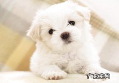 小狗领地意识过强并不是好事儿