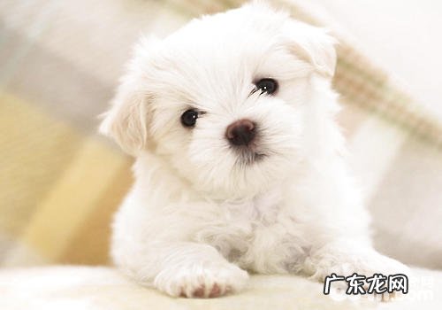 小狗领地意识过强并不是好事儿