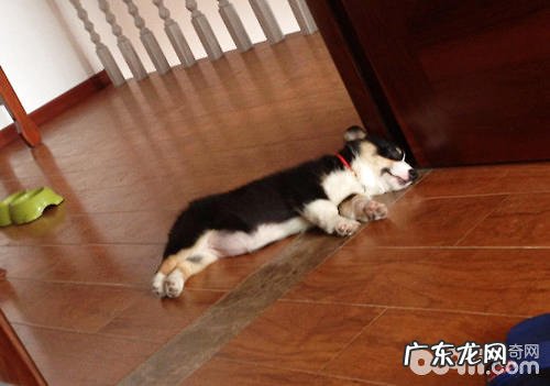 训练小狗随身的方式 有什么