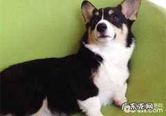 训练小狗随身的方式 有什么