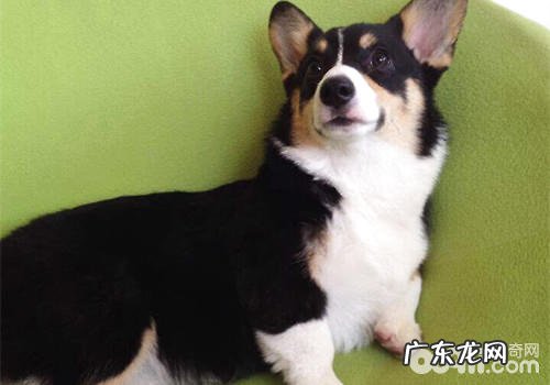 训练小狗随身的方式 有什么