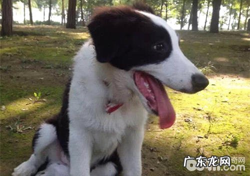 怎样训练小狗不捡食和回绝路人的食材