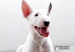 小狗叫个不停该怎么办