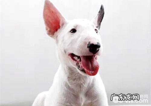 小狗叫个不停该怎么办