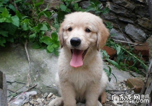 小狗由于害怕而叫个不停该怎么办