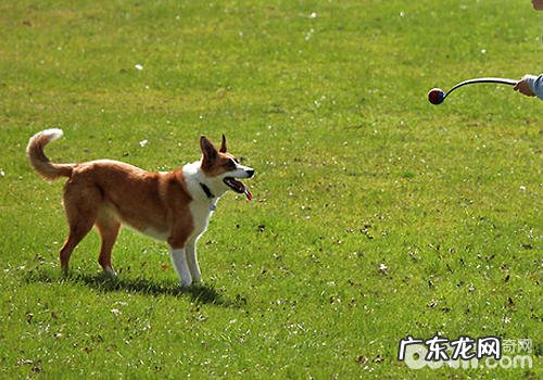 “棍子”下出不上好狗