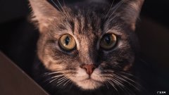 燕麦片和燕麦仁哪个更有助于减肥:燕麦跟燕麦片的区别？？？哪个更有营养呢？？？