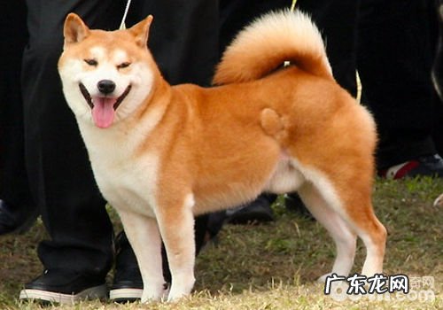 怎么让小狗培养优良的社交媒体习惯性