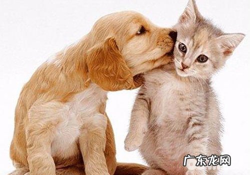 怎么让小狗培养优良的社交媒体习惯性